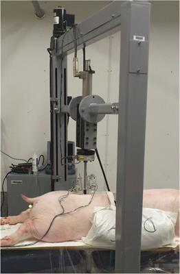 Force Distribution Within Spinal Tissues During Posterior to Anterior Spinal Manipulative Therapy: A Secondary Analysis